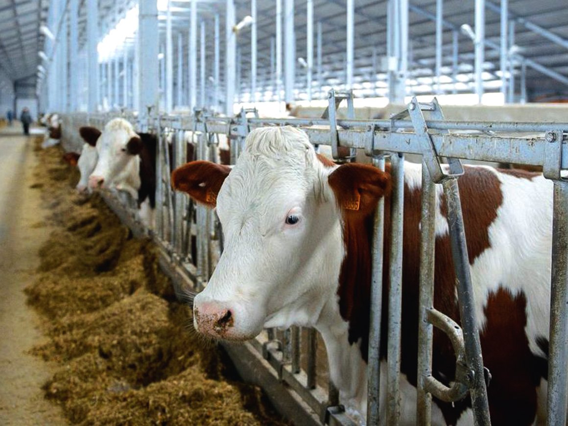 Венчурный фонд Sistema VC с партнерами вложили €2,5 млн в AI-мониторинг для молочных ферм