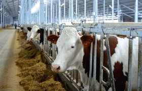 Венчурный фонд Sistema VC с партнерами вложили €2,5 млн в AI-мониторинг для молочных ферм