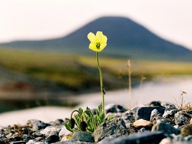 Причина, по которой ваш бизнес не будет постоянно расти