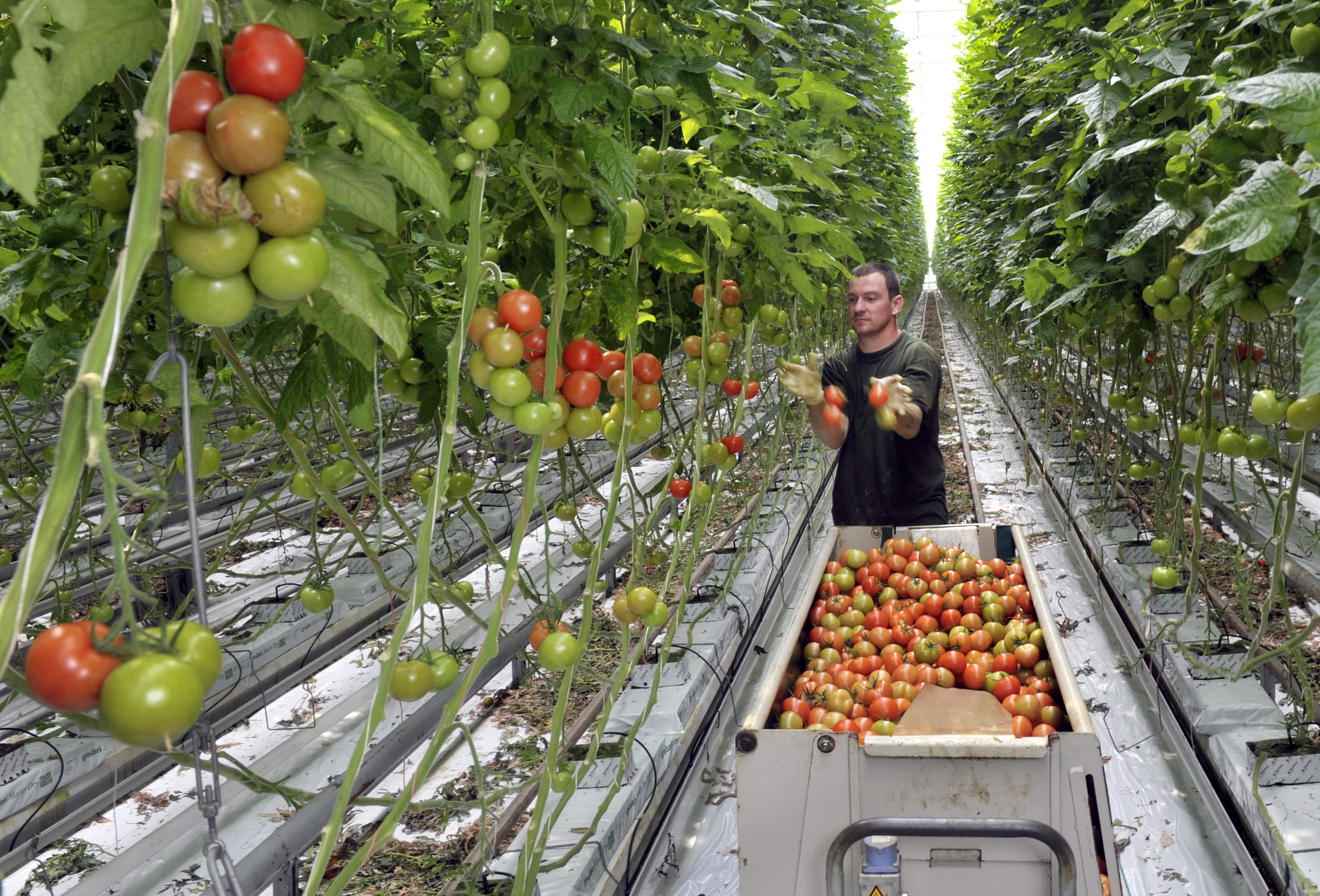 Как Нидерланды используют передовые технологии в сельском хозяйстве