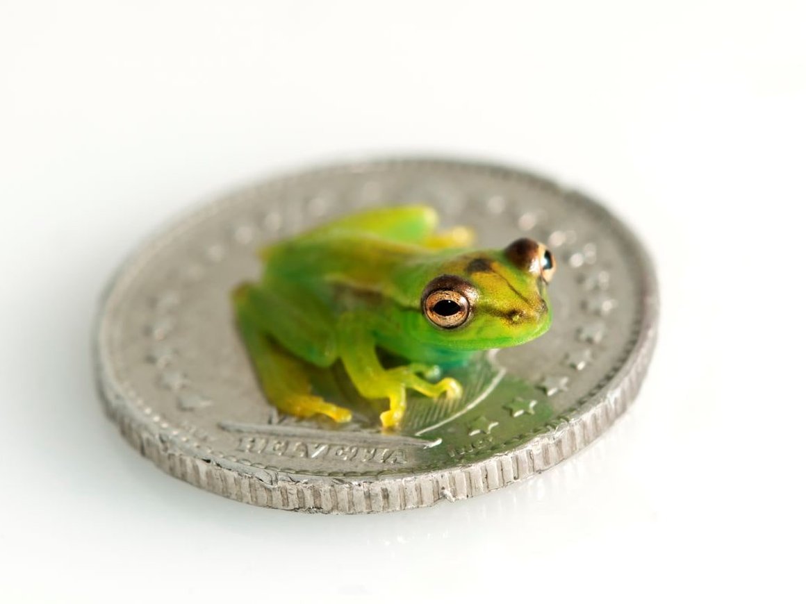 Прогноз PEPE: что будет с мемкоином в 2025 году