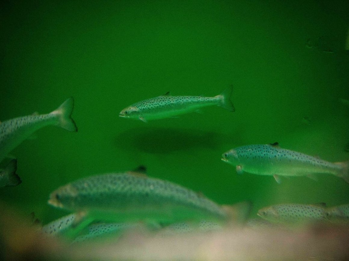 Технология распознавания лиц поможет фермерам выращивать здоровую рыбу