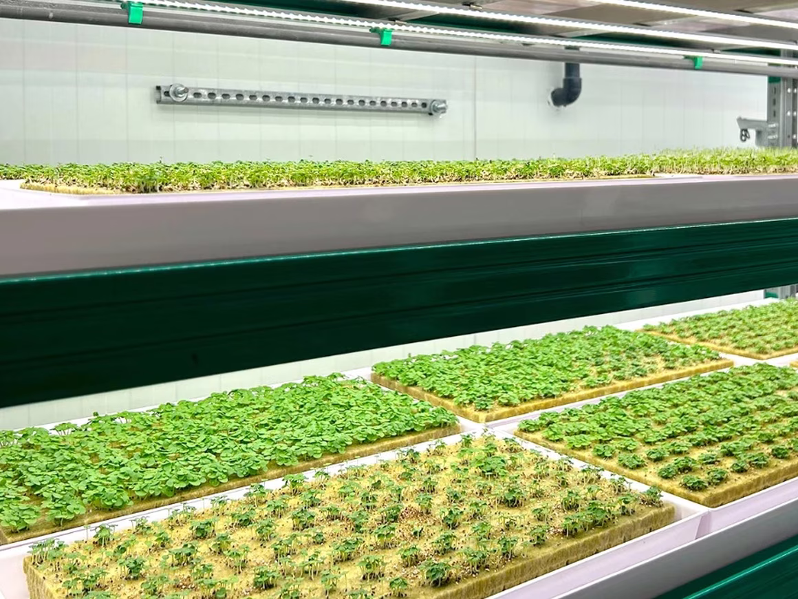 iFarm открыла в Дубае первую вертикальную ферму