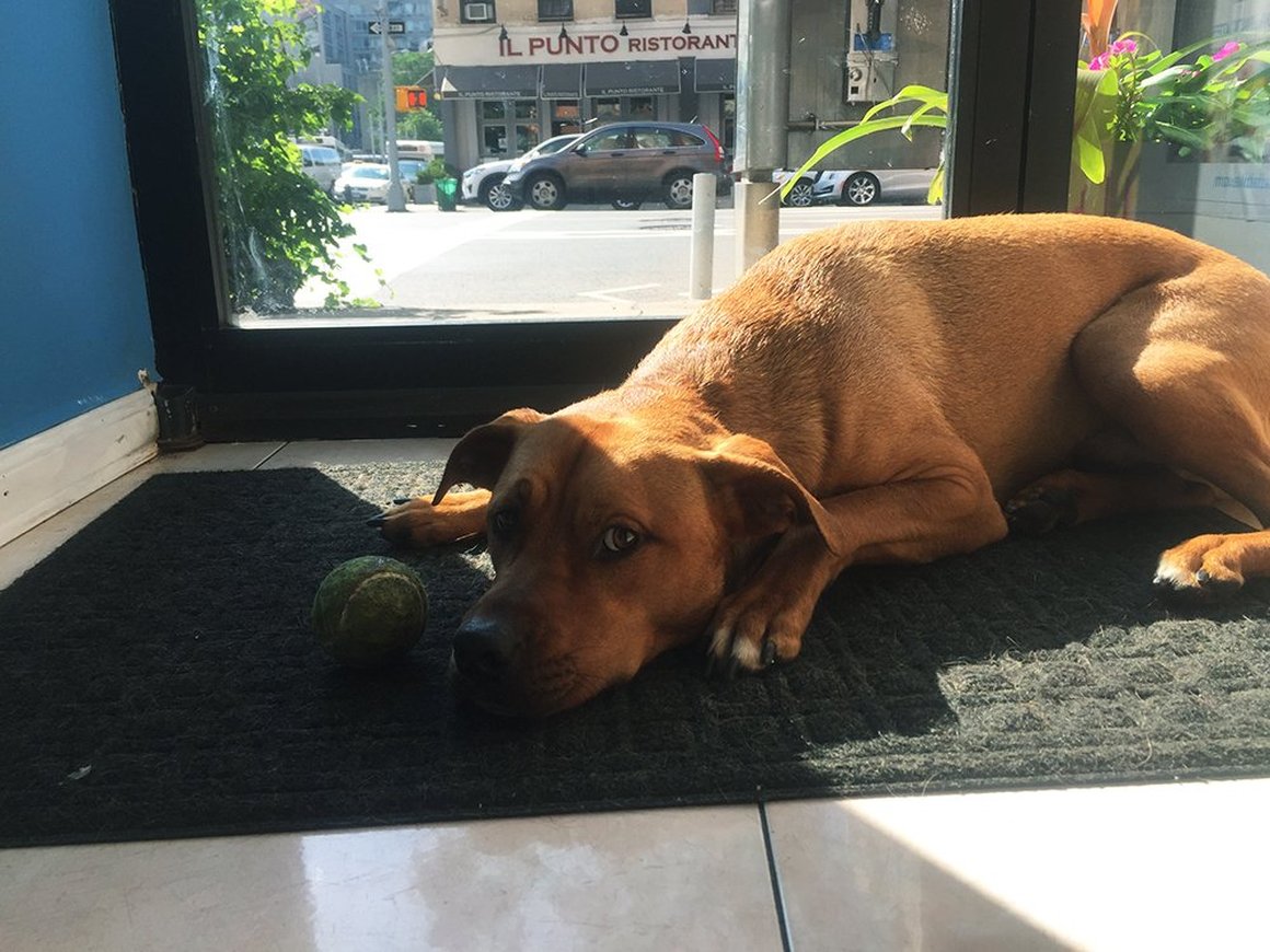 Почему завести собаку в магазине полезно для бизнеса