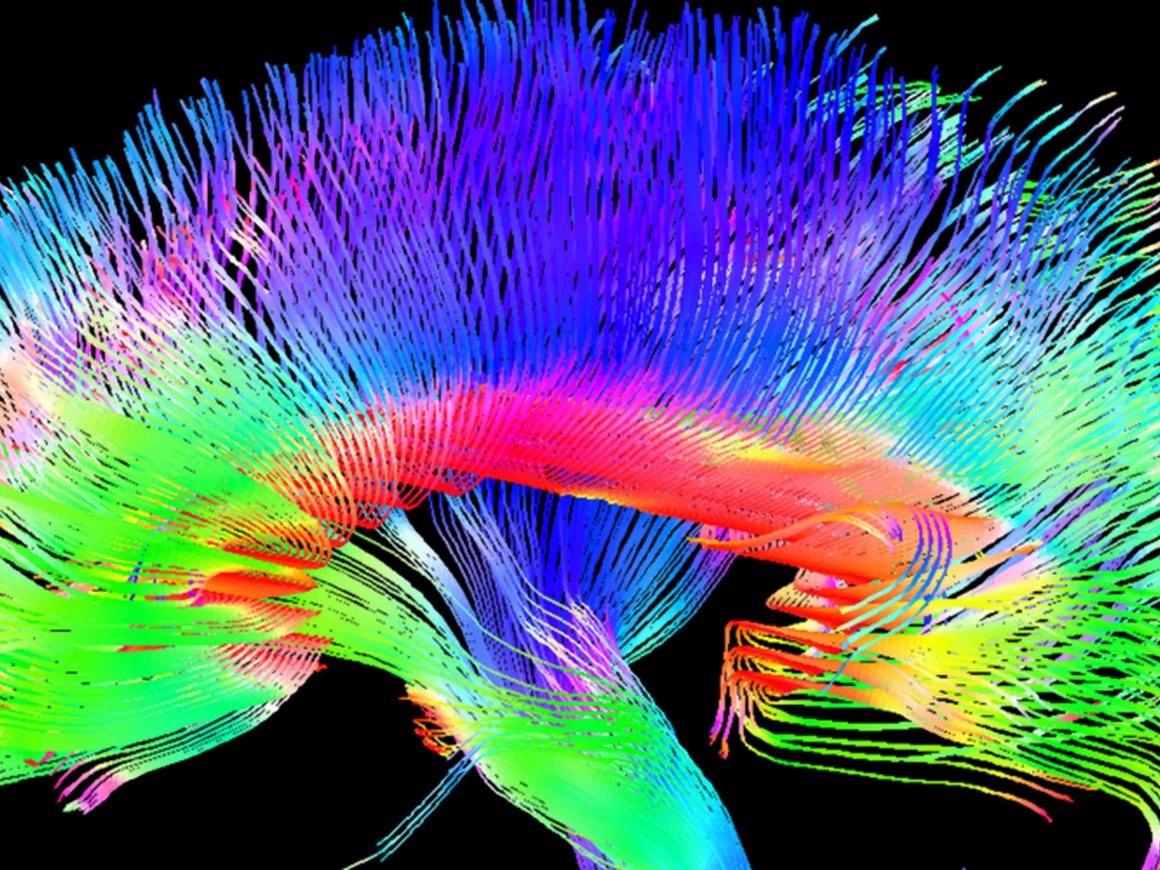 15-30 минут обучения в день оздоровляют мозг и делают вас умнее