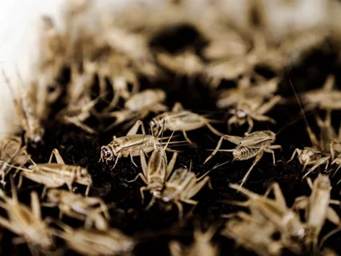 Американский стартап выращивает сверчков с помощью роботов и искусственного интеллекта