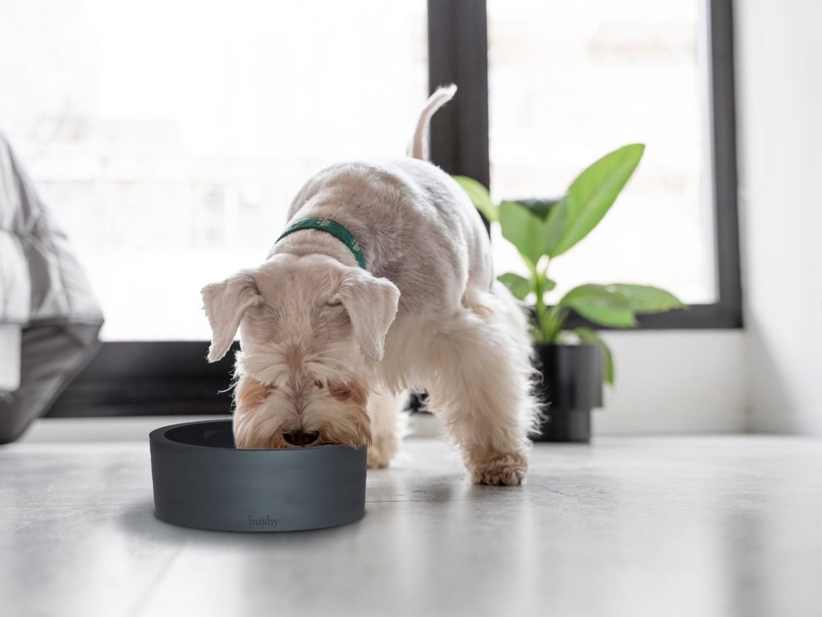 Основатель рекламного агентства DeadLine Роман Колесников запустил бренд зоотоваров Bushy