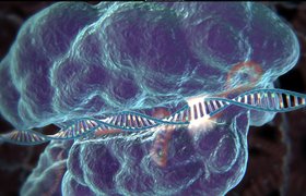 Начать точечно редактировать геном человека планируют уже в 2017 году