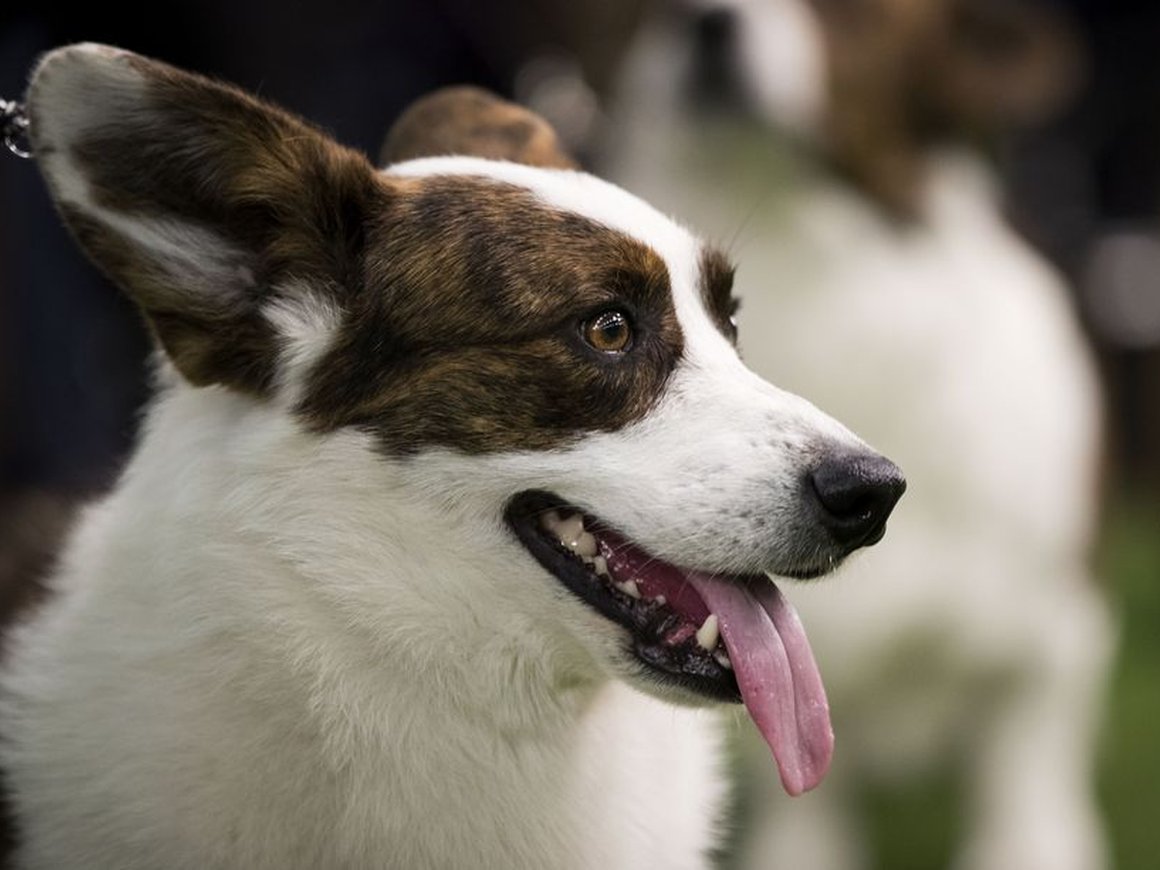 Исследователи обучают искусственный интеллект думать, как собака