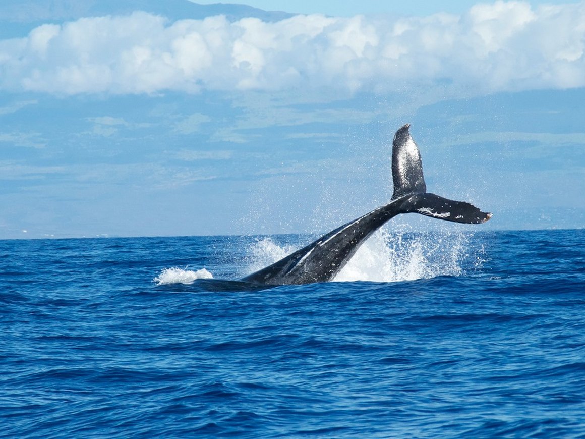 «Пункт назначения: китовая версия»: Илон Маск оценил требования властей к приземлениям Starship