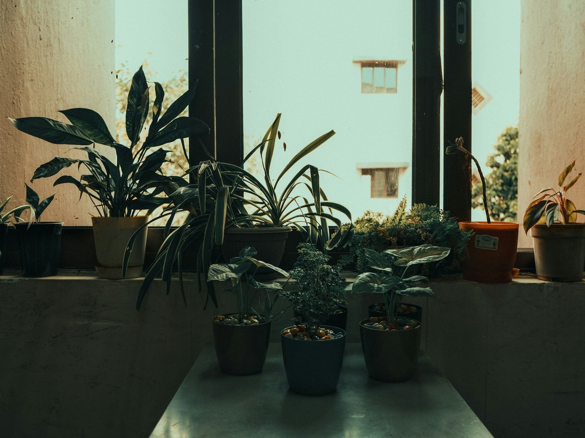 Из товаров для дома россияне в 2024 году больше всего потратили на цветы и растения