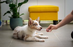 Ветеринарный онлайн-сервис Cooper Pet Care с основателем из России привлек €900 тысяч