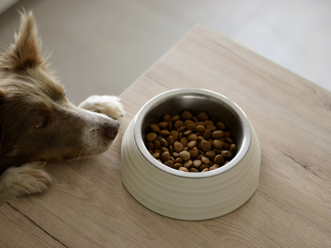 В Подмосковье построят завод по производству кормов для домашних животных