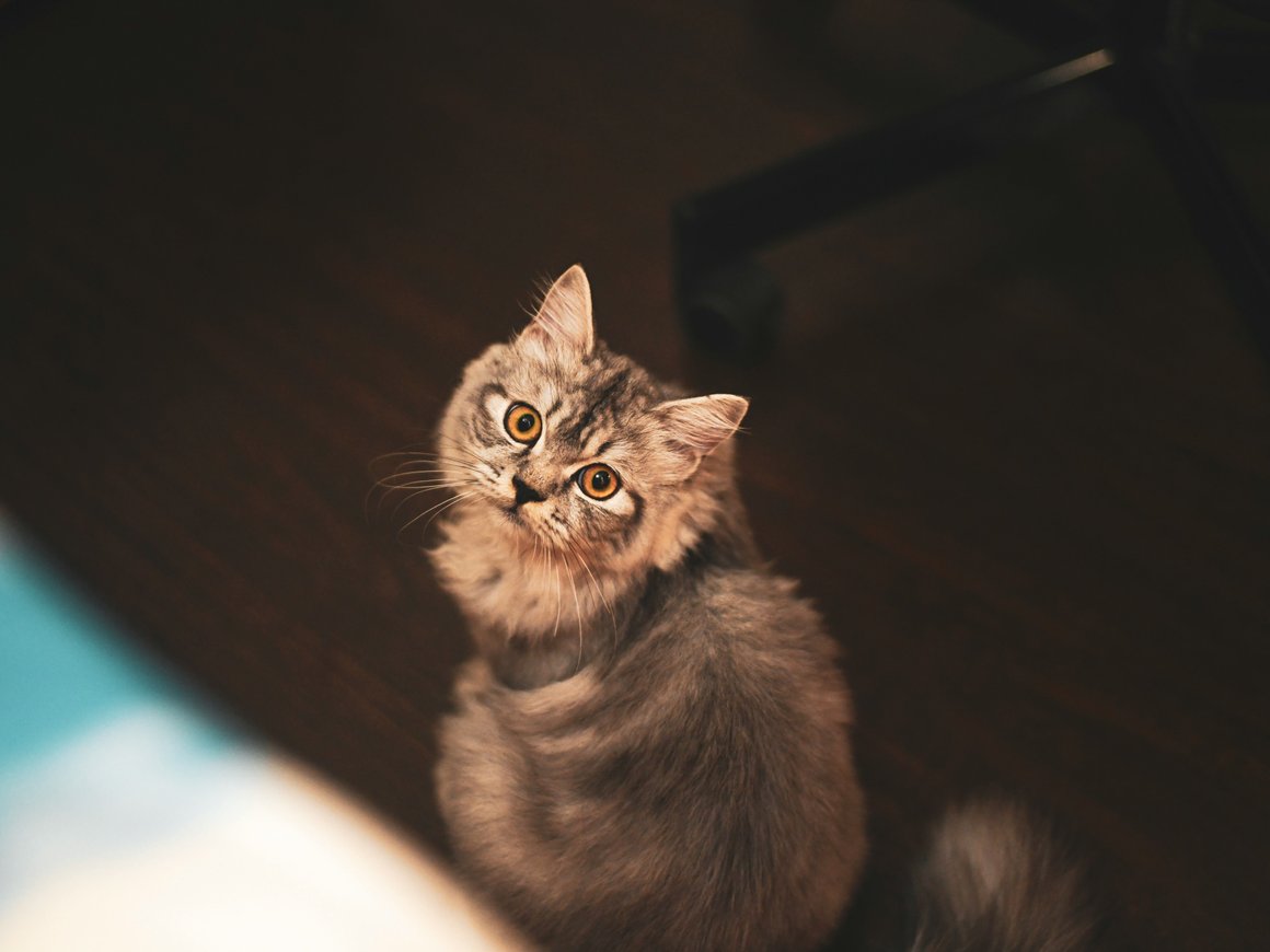 Как домашние животные влияют на бизнес изнутри и снаружи