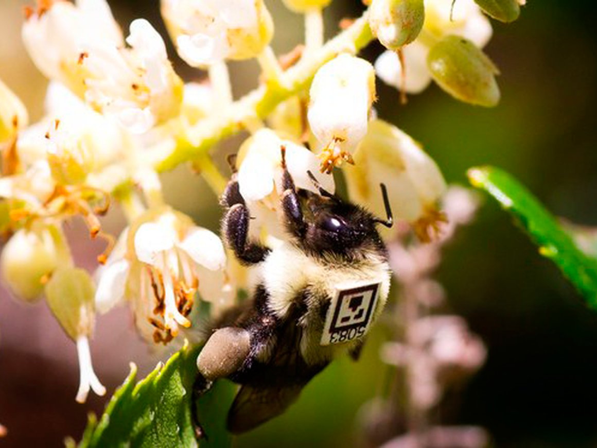 Ученые будут исследовать поведение пчел с помощью QR-кодов