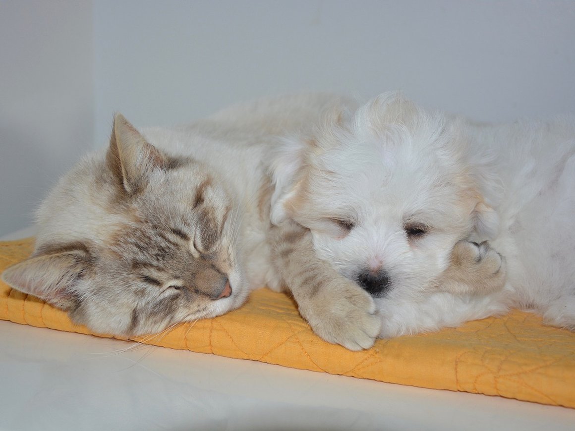 Евросоюз ужесточит требования к ввозу домашних животных из России