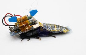 Японские ученые создали таракана-киборга для поисково-спасательных операций
