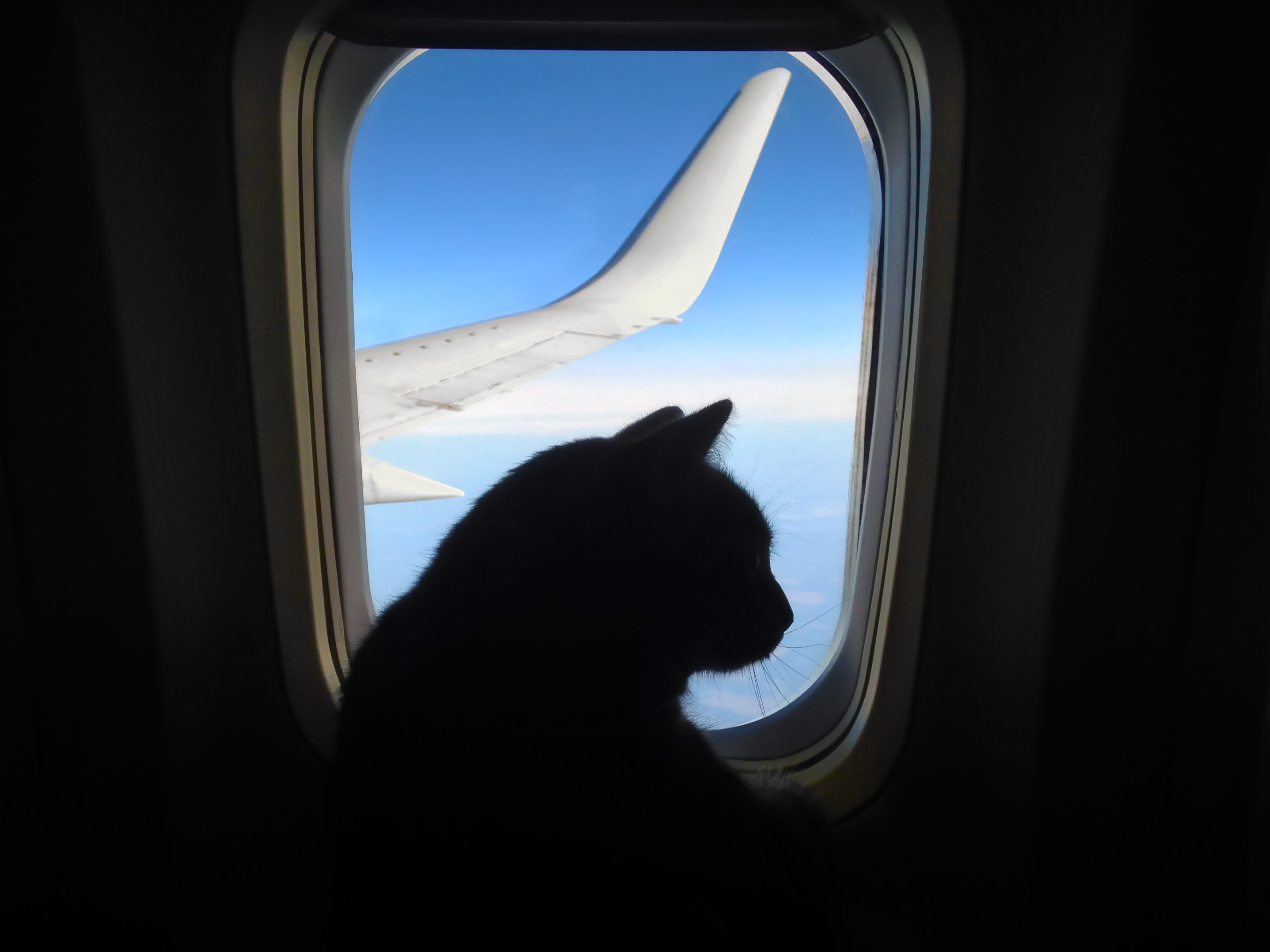 В самолет можно кот. Кот в самолете. Котенок в самолете. Кошка в салоне самолета. Кот в иллюминаторе.