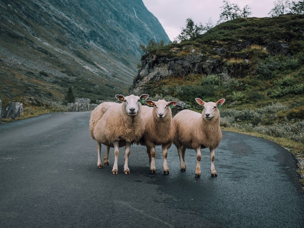 Норвегия запретила въезд российским туристам
