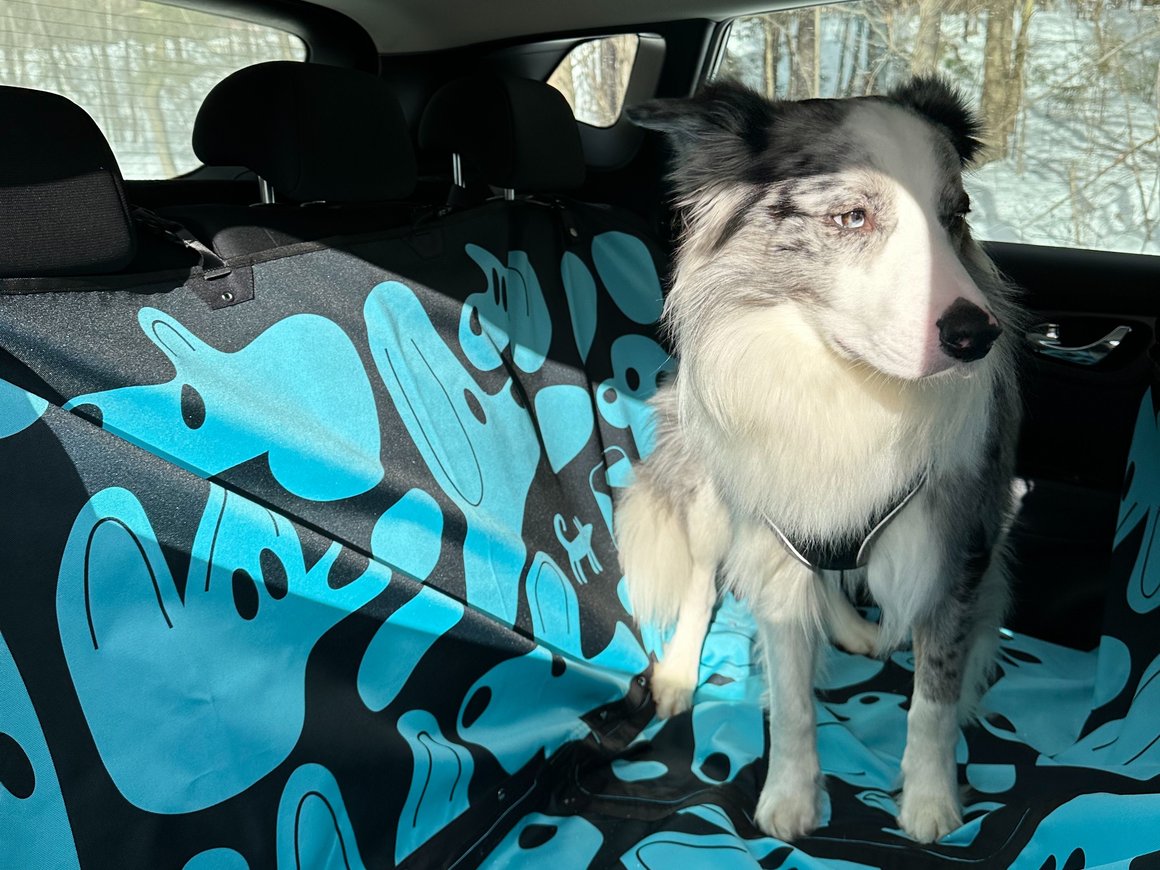 «Делимобиль» оборудовал машины гамаками для перевозки собак