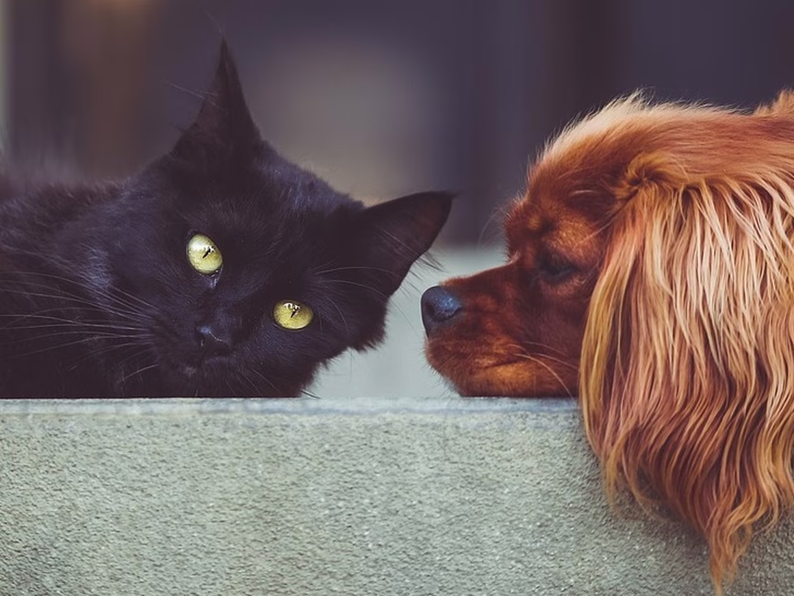 Производитель Whiskas запустил в России сервис для онлайн-консультаций с ветеринарами