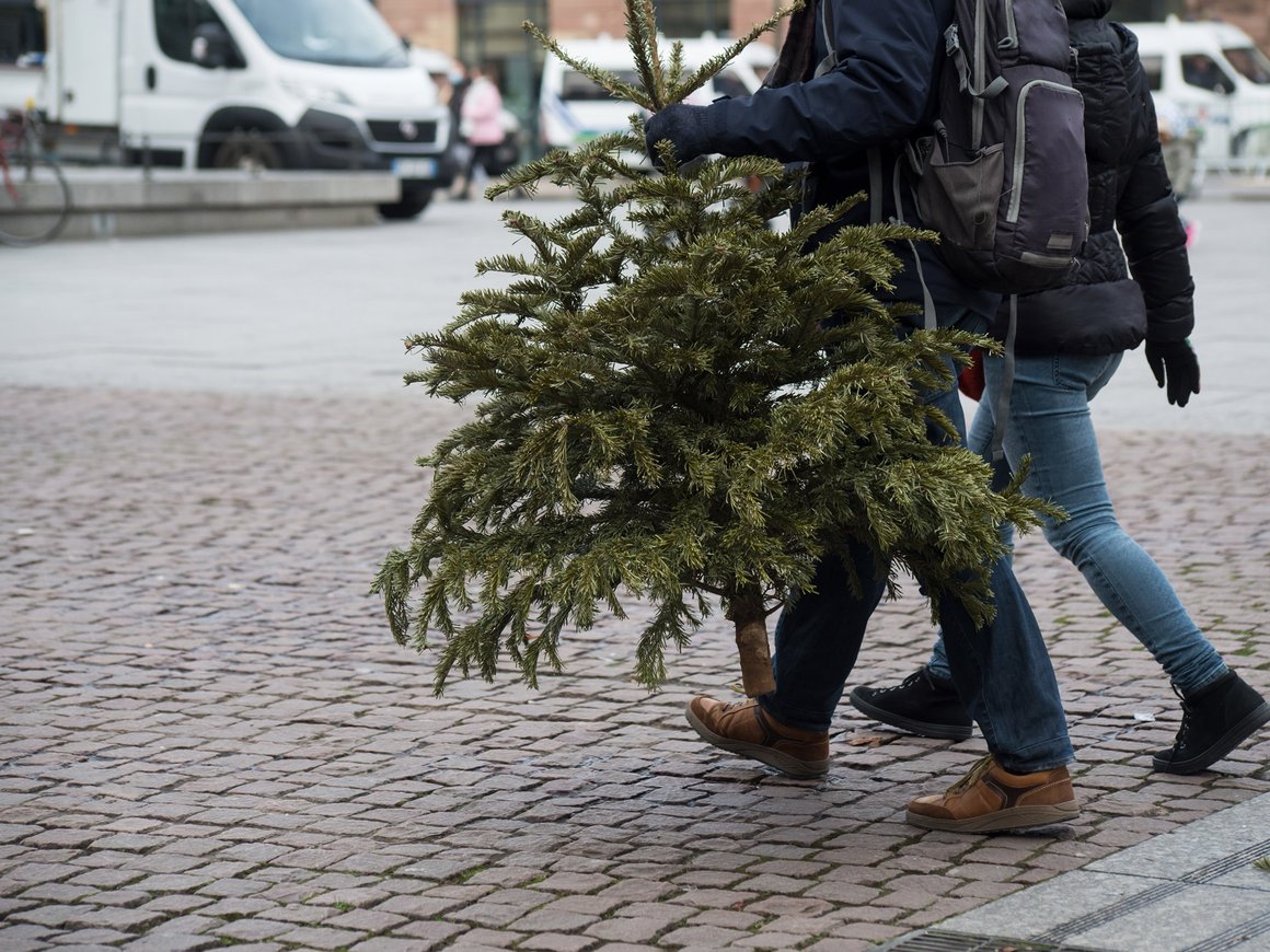 В «Яндекс Картах» появились пункты переработки новогодних елок