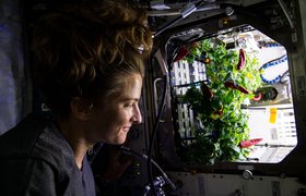 Космические перцы на МКС побили два мировых рекорда