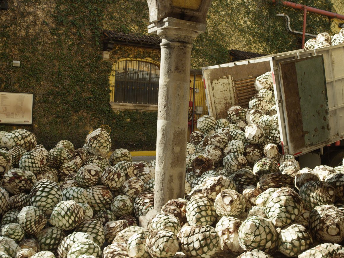 Как соя, сырьё для текилы и старые джинсы используются при производстве автомобилей