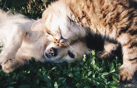 В телеграме появился «Зверобот» — каталог животных, которых можно забрать домой
