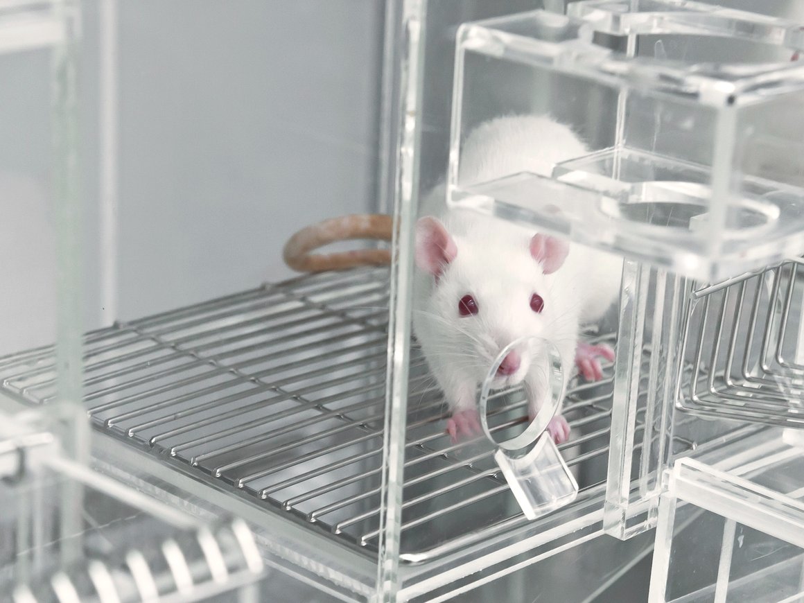 В России крысу научили отвечать на вопросы по математике при помощи ИИ