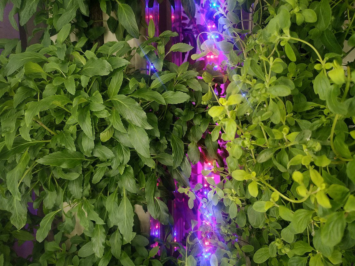 Сити-фермеры из Перми, Иваново и Москвы будут выращивать зелень под брендом Healthy Garden