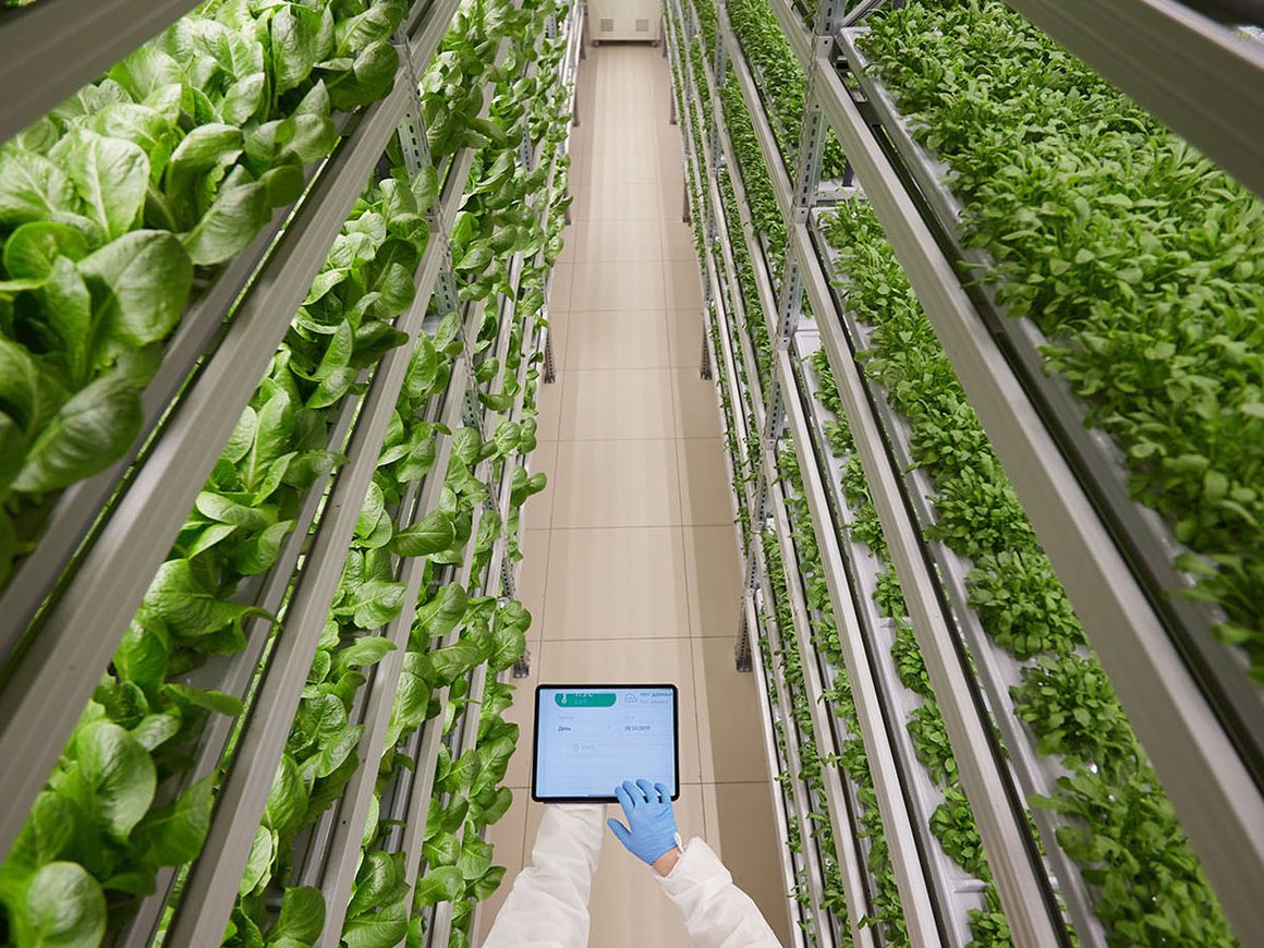 Крупнейшую вертикальную ферму iFarm создадут на деньги частных инвесторов
