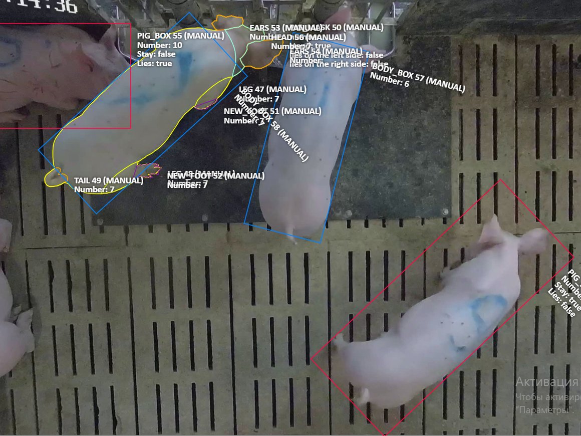 Российский агрохолдинг начнет тиражировать за рубеж ИИ-сервис для бесконтактного взвешивания свиней