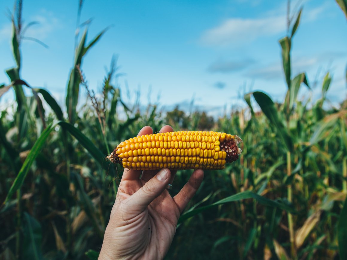 Российский стартап Agro.Club привлек $1,5 млн на международную экспансию