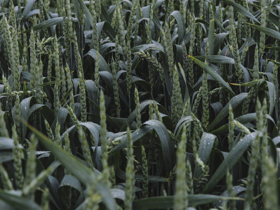 Российский агростартап Agro.Club привлек $5 млн на развитие в Америке и Западной Европе