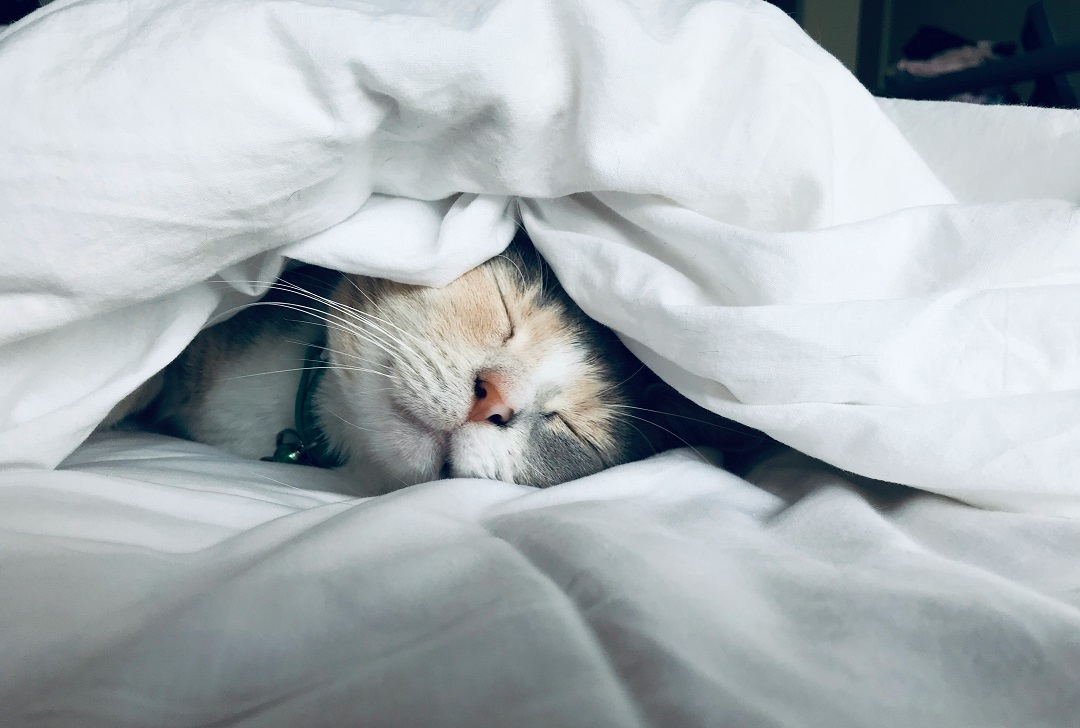 Роскачество выработало стандарт Pet Friendly для отелей