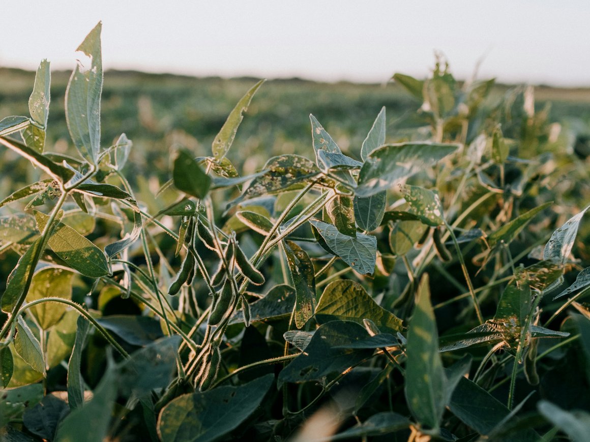 FT: Евросоюз введет запрет на импорт продуктов из США в ответ на пошлины