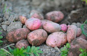 Минсельхоз: стоимость картофеля в России за год снизилась почти на четверть