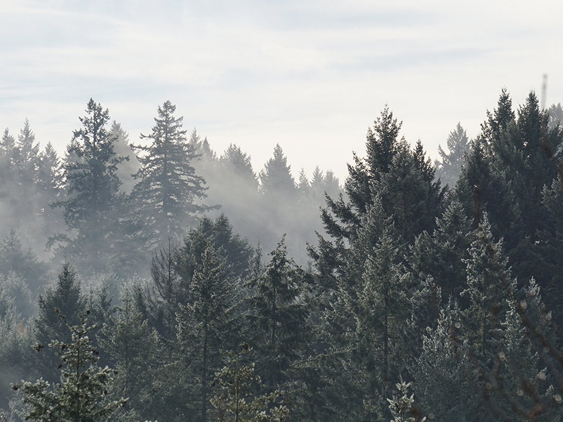 Как с помощью нейронной сети найти потерявшегося в лесу человека