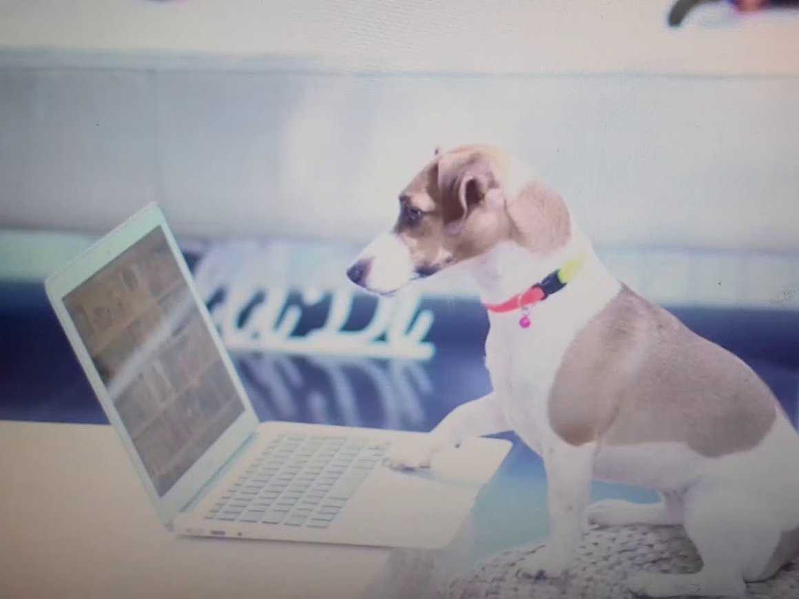 Шесть российских PetTech-стартапов, о которых вы наверняка не слышали