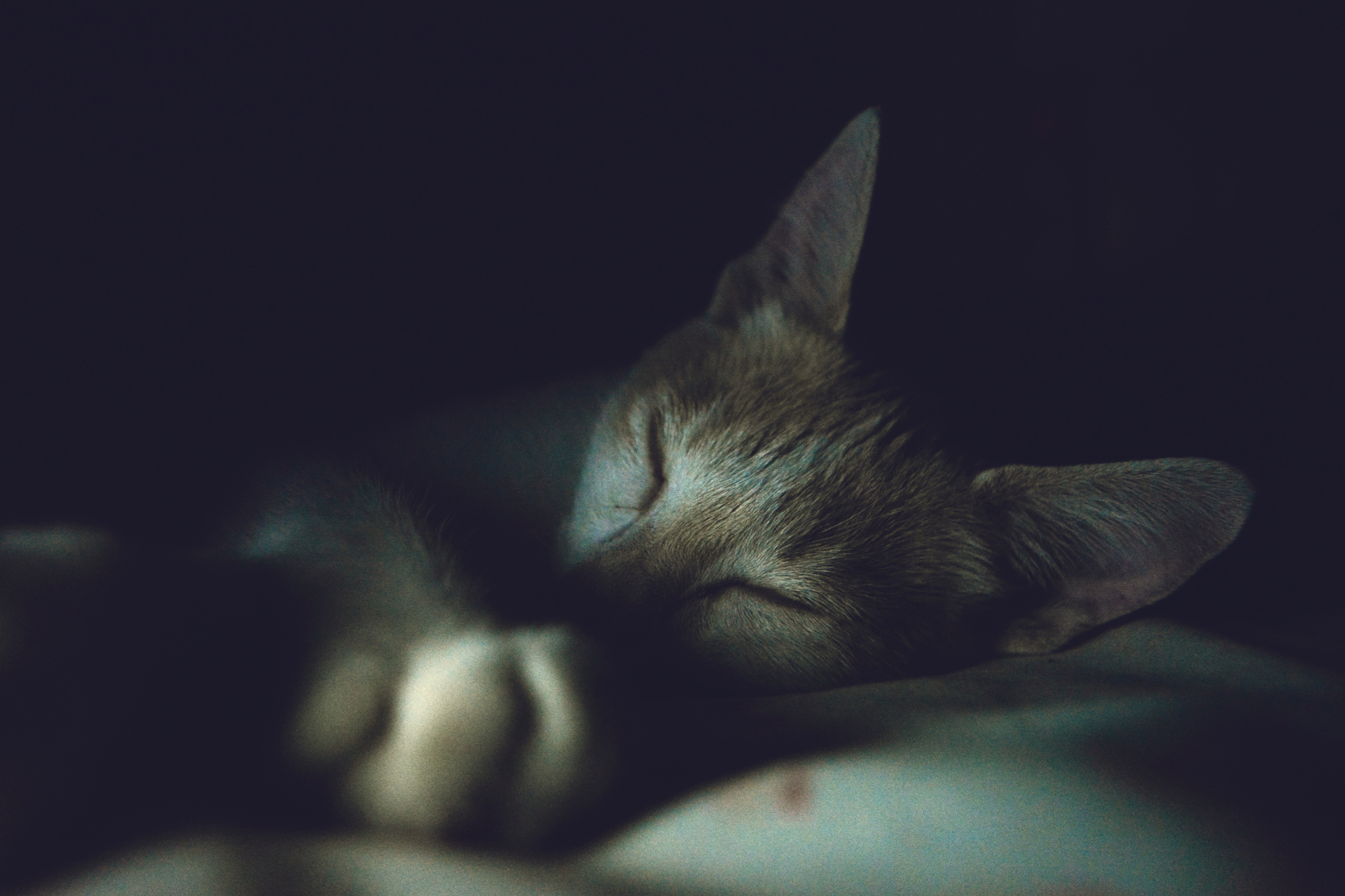Dark pets. Спящий кот. Спокойной ночи с кошками. Спящие кошки.