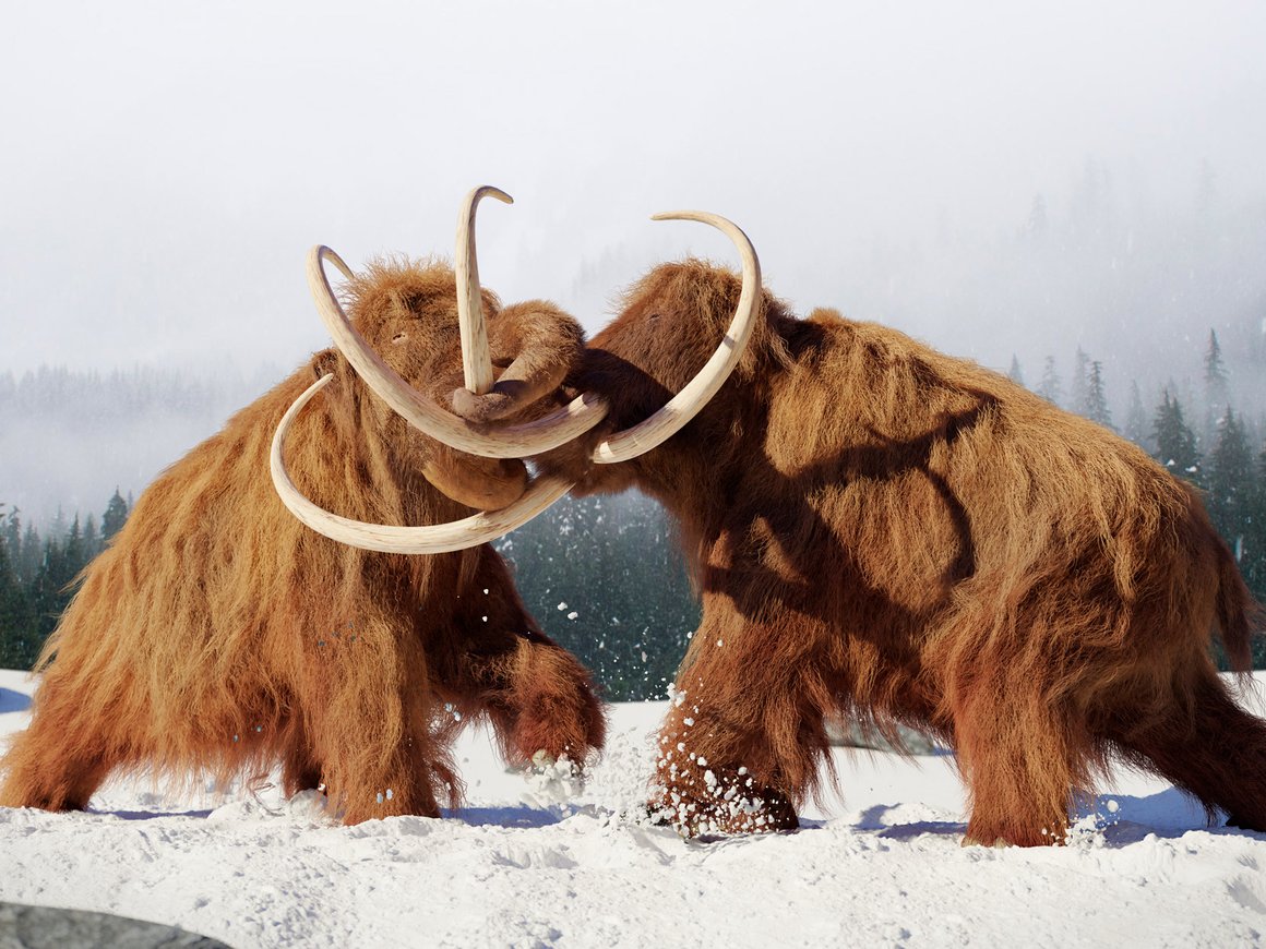 Американский стартап пытался воскресить мамонта и создал шерстистую мышь