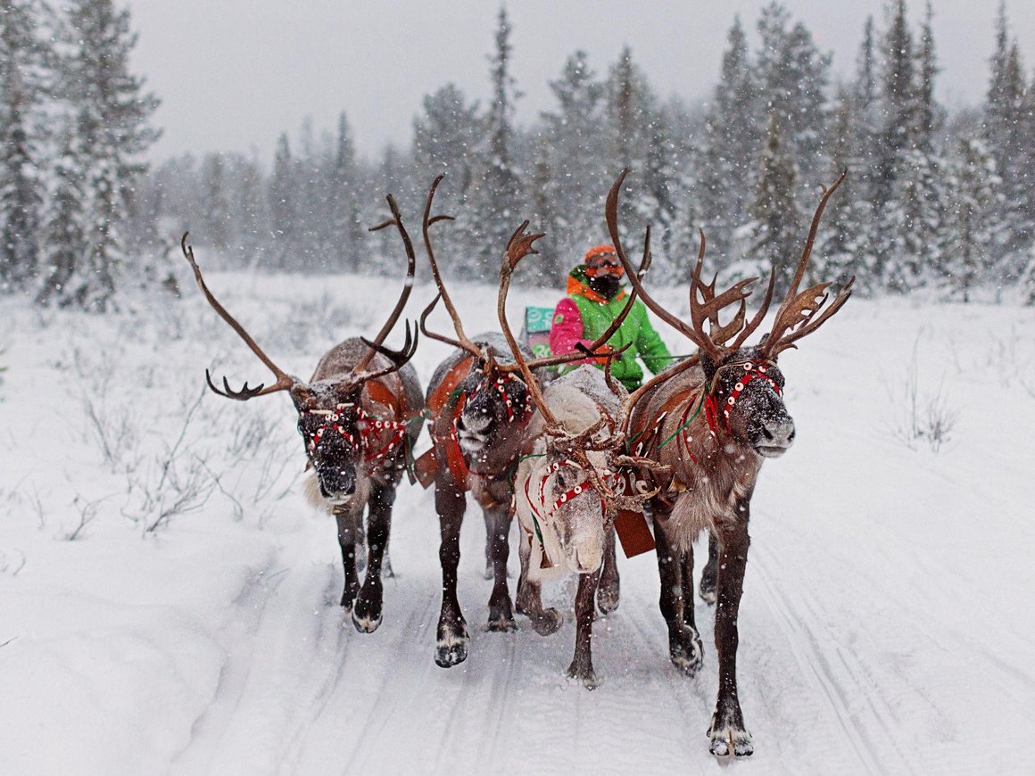 Курьеры «СберМаркета» начали доставлять заказы на оленьих упряжках