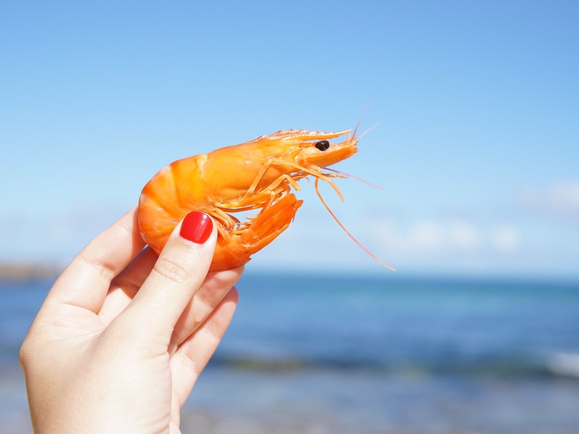 Производитель альтернативных морепродуктов Aqua Cultured Foods научился имитировать мышечную ткань