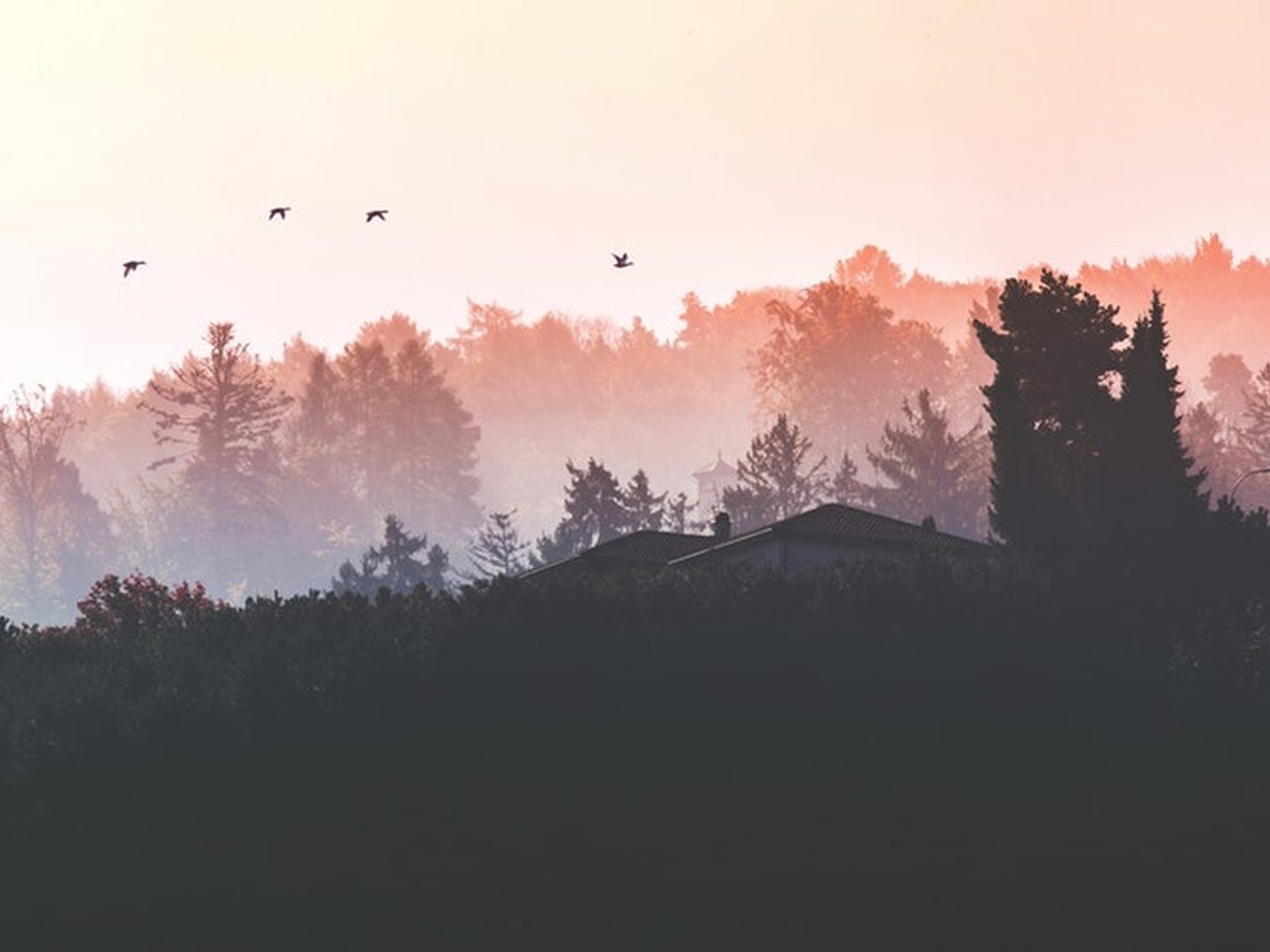 Как жизнь в городе научила птиц решать проблемы