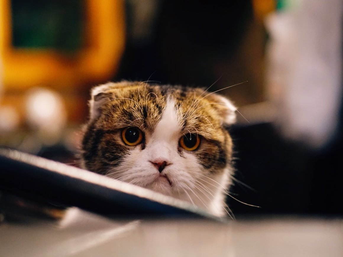 Ученые выяснили, что возмущенные посты в соцсетях популярнее остальных