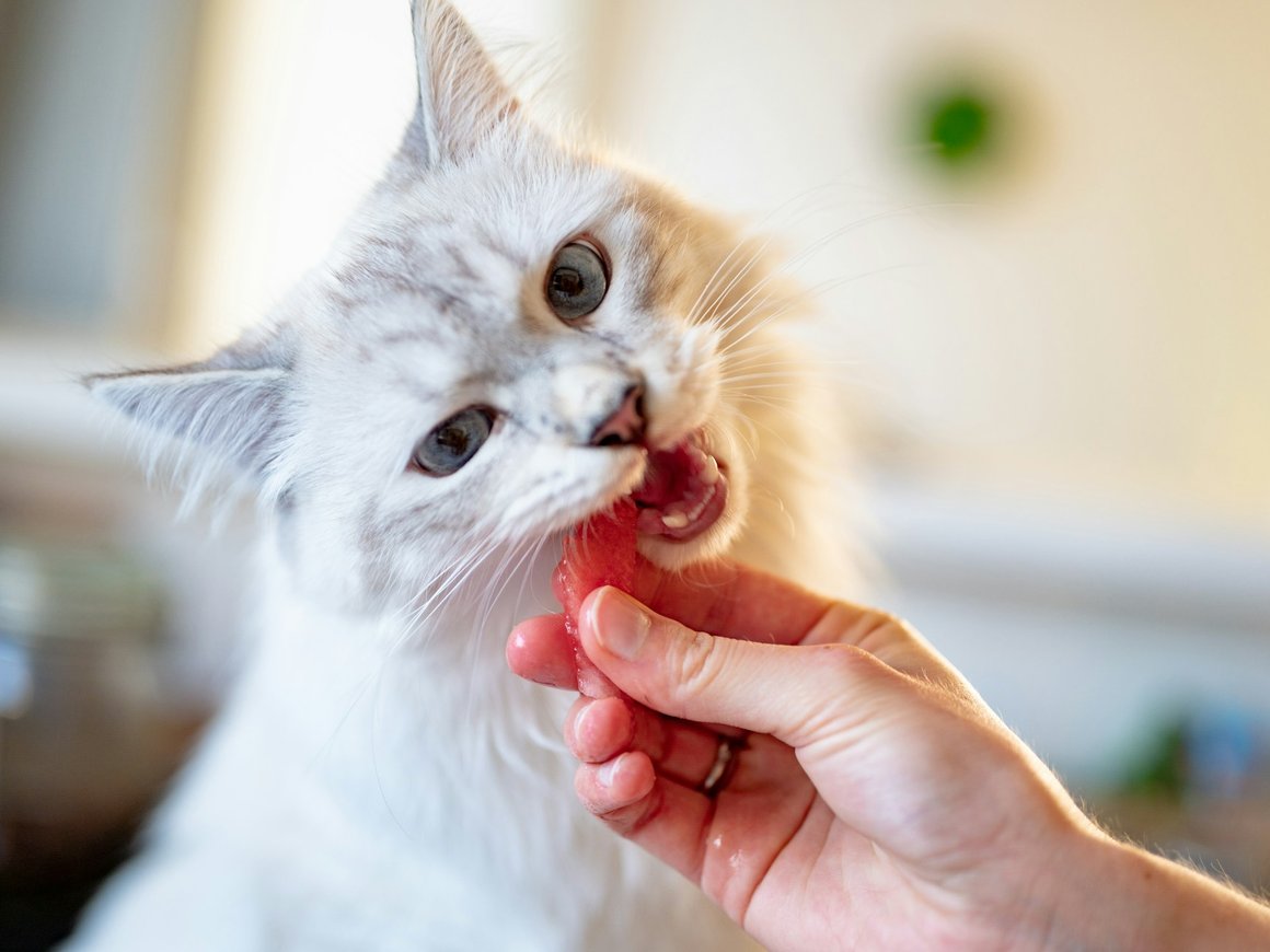 «Яндекс Лавка» подключила доставку из зоомагазинов
