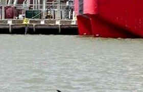 Кит-полосатик, заплывший в бухту Нью-Йорка, погиб