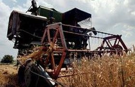 6300 рублей за тонну пшеницы