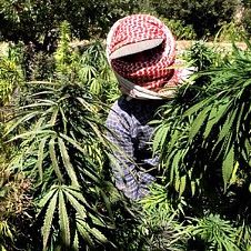 Египет марихуана наркотик томск